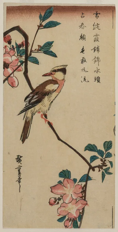 Black-Naped Oriole (Korean Warbler) on a Hall Crabapple, 1832