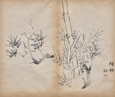 Bamboo, 1625