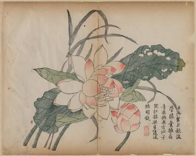 Flowering Lotus and Bud