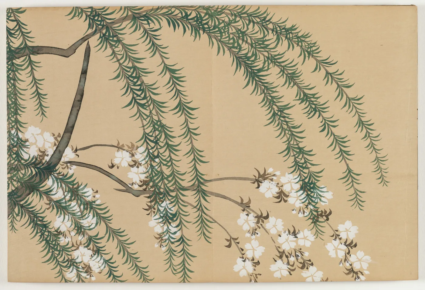 Flowers of a Hundred Worlds (Momoyogusa): Willow and Cherry…, 1909