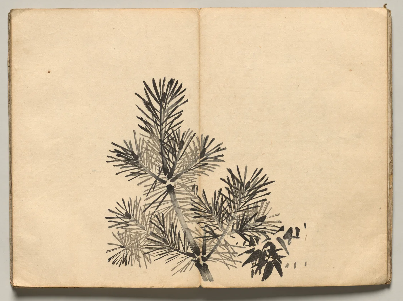 Young Pine from Ōkyo Picture Book, 1850