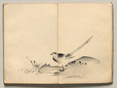 Azure-Winged Magpie from Ōkyo Picture Book, 1850