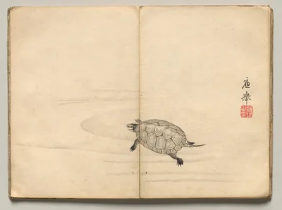 Turtle from Ōkyo Picture Book, 1850