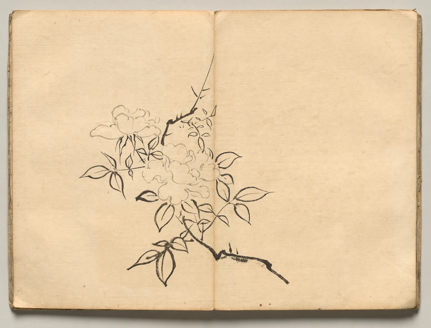 Peony from Ōkyo Picture Book, 1850