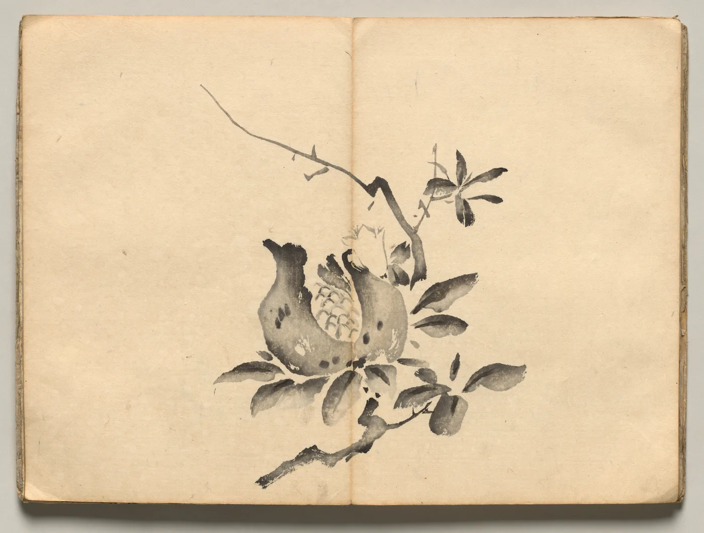 Pomegranate from Ōkyo Picture Book, 1850