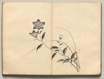 Chinese Bellflower from Ōkyo Picture Book, 1850