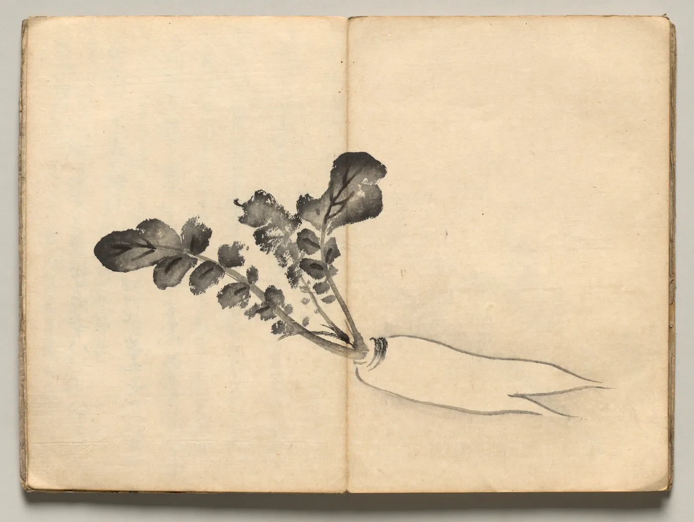 Radish from Ōkyo Picture Book, 1850