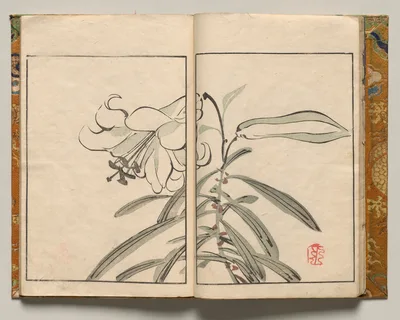 Lily, Design Seven from Shazanrō Picture Book, 1816
