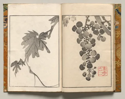 Grapevine, Design Ten from Shazanrō Picture Book, 1816