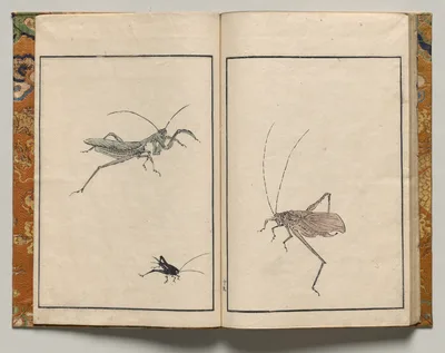 Crickets, Design Nineteen from Shazanrō Picture Book, 1816